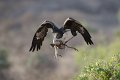 40 - Martial eagle (2) - SMITH PETER - united kingdom